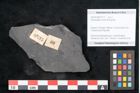 Foto (Objekt + Etikett) von Odontopteris minor Brongniart (NHMW-GEO-2024-0188-10717)